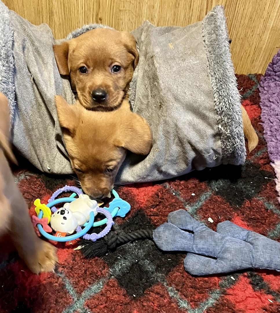 Labrador Welpen in foxred mit Ahnentafel