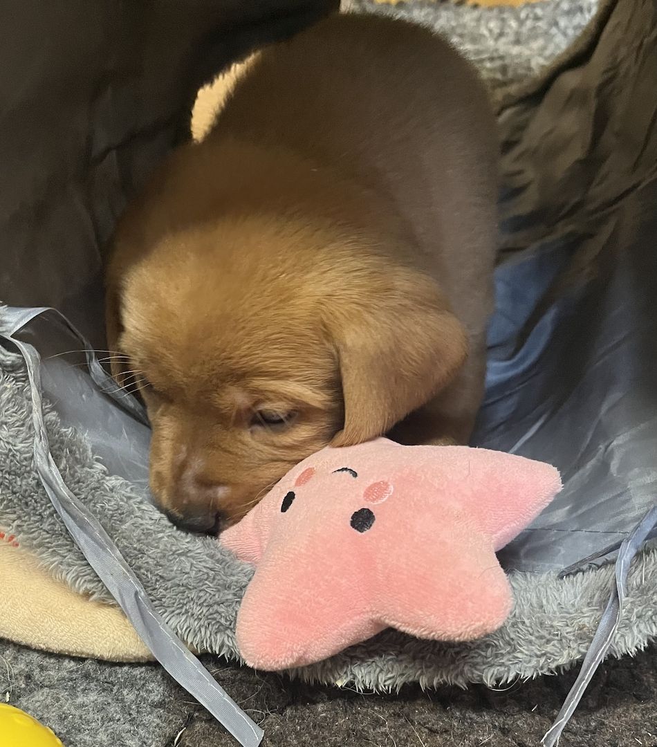 Labrador Welpen in foxred mit Ahnentafel