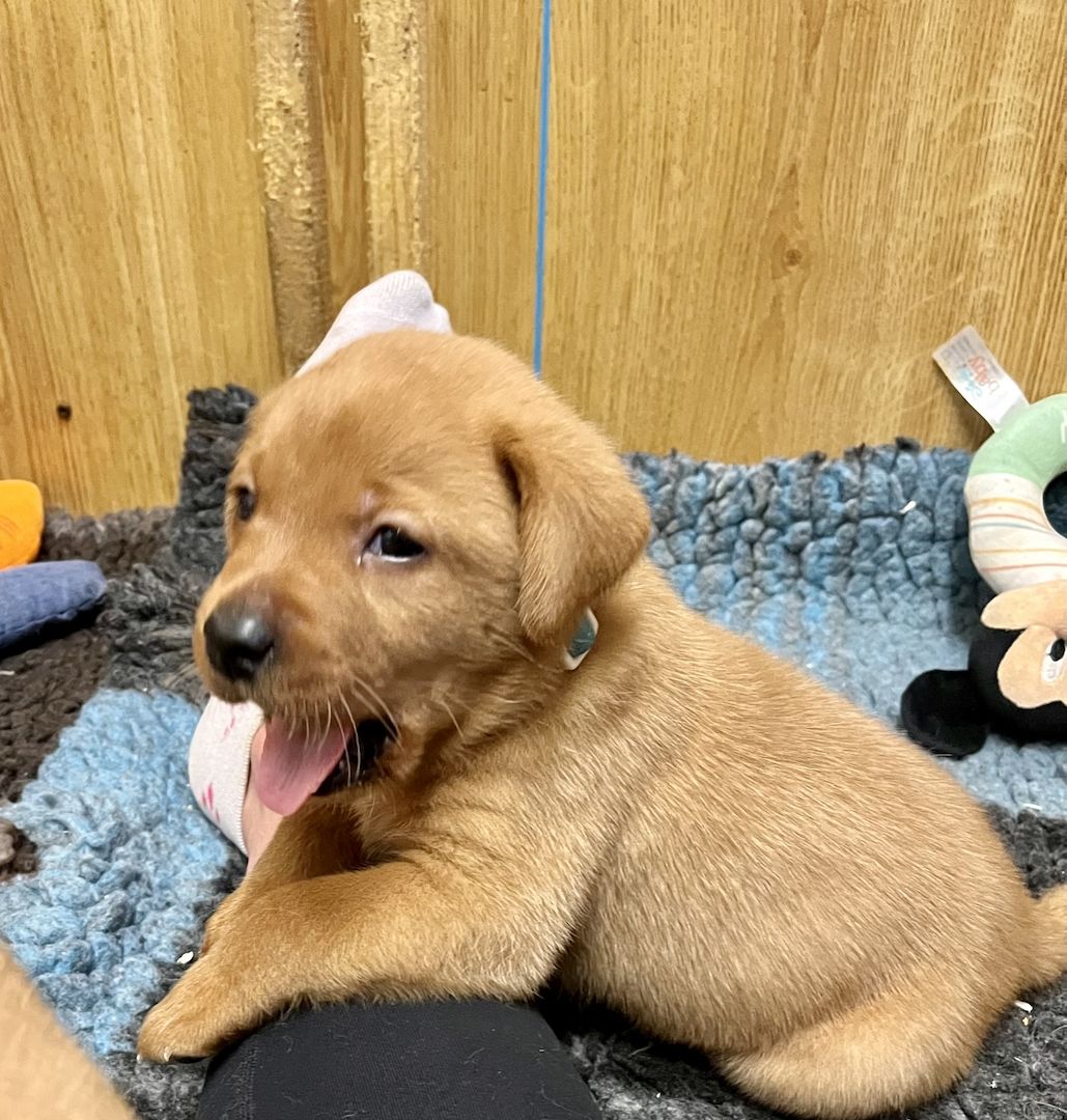 Labrador Welpen in foxred mit Ahnentafel
