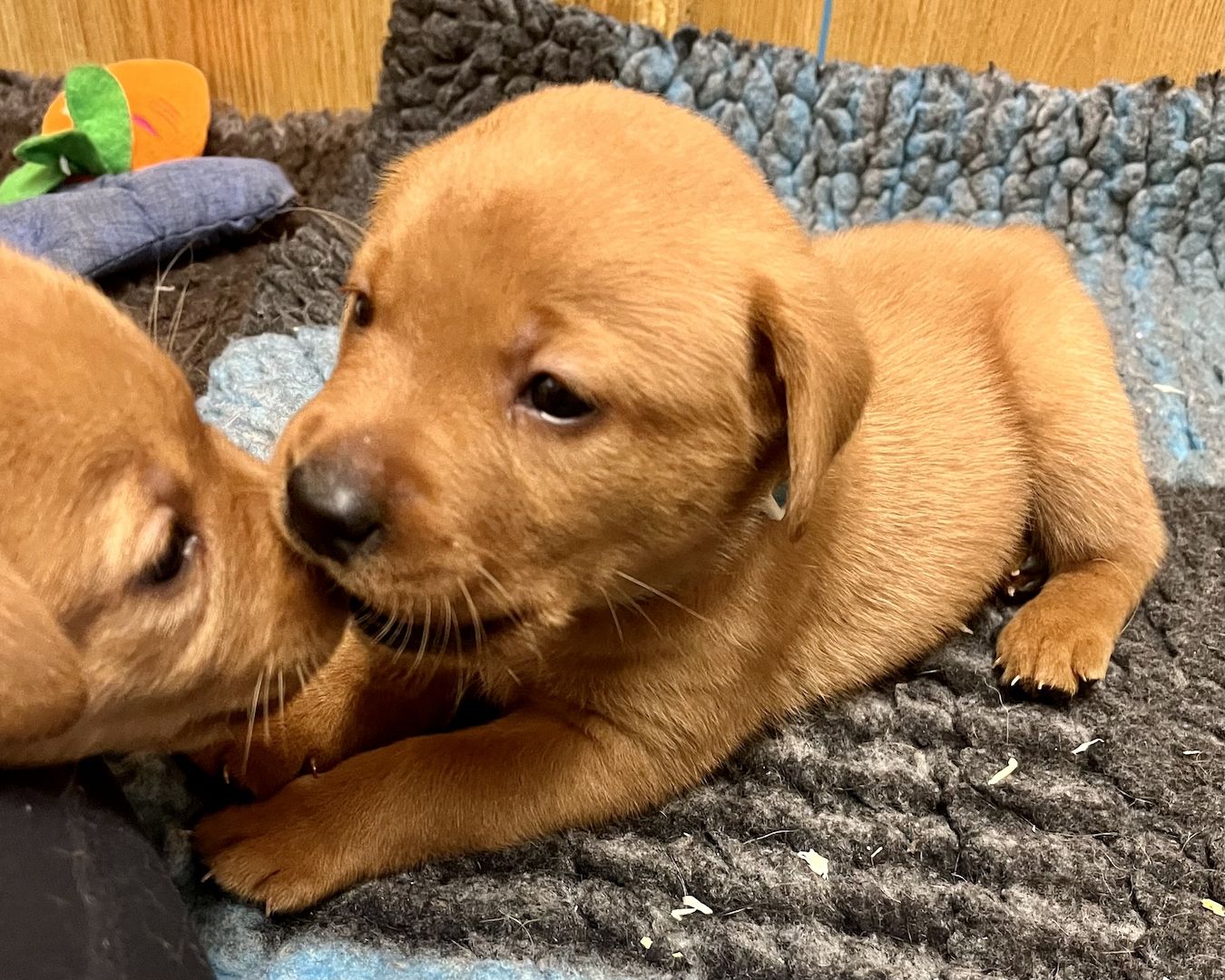 Labrador Welpen in foxred mit Ahnentafel