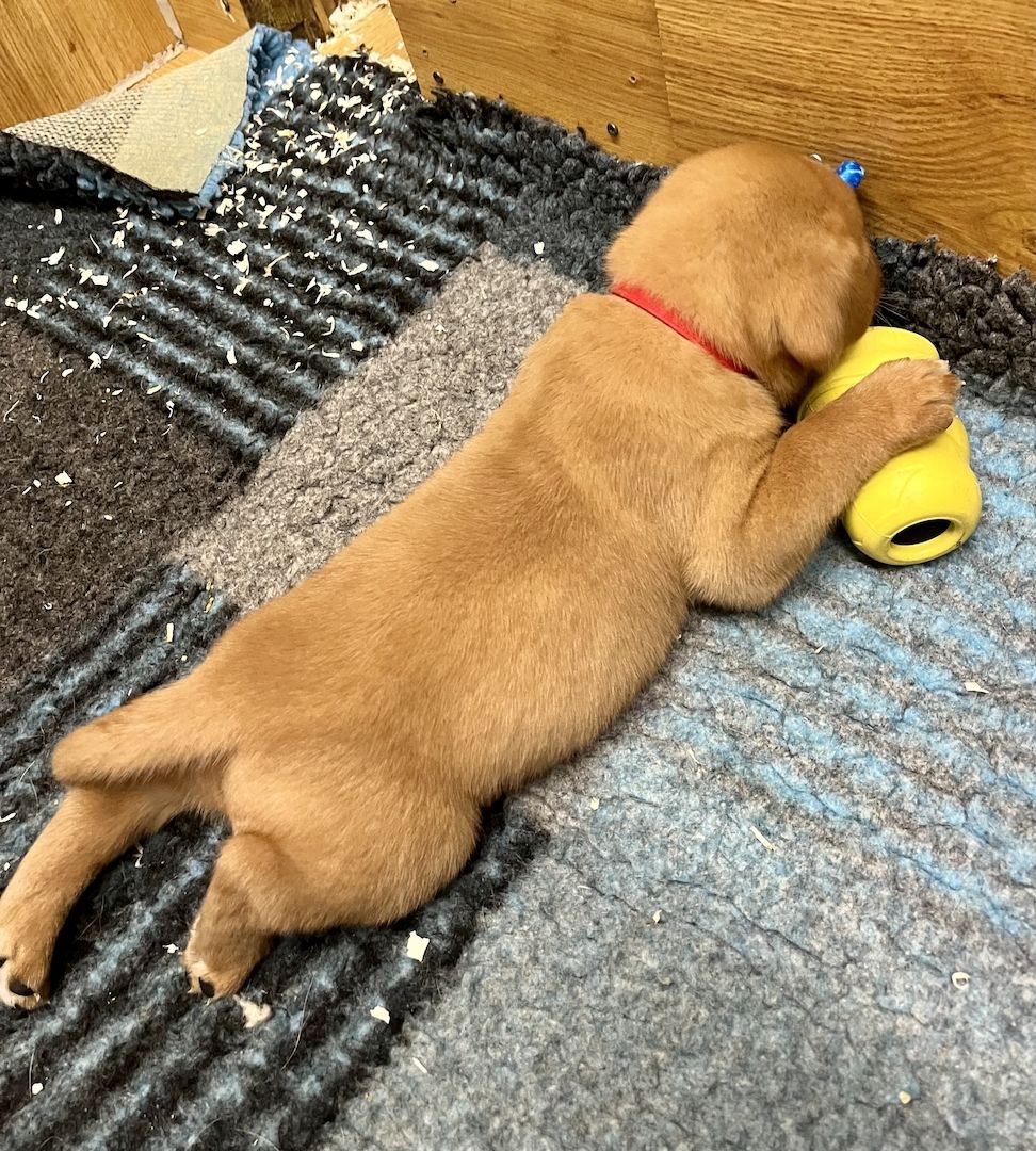 Labrador Welpen in foxred mit Ahnentafel