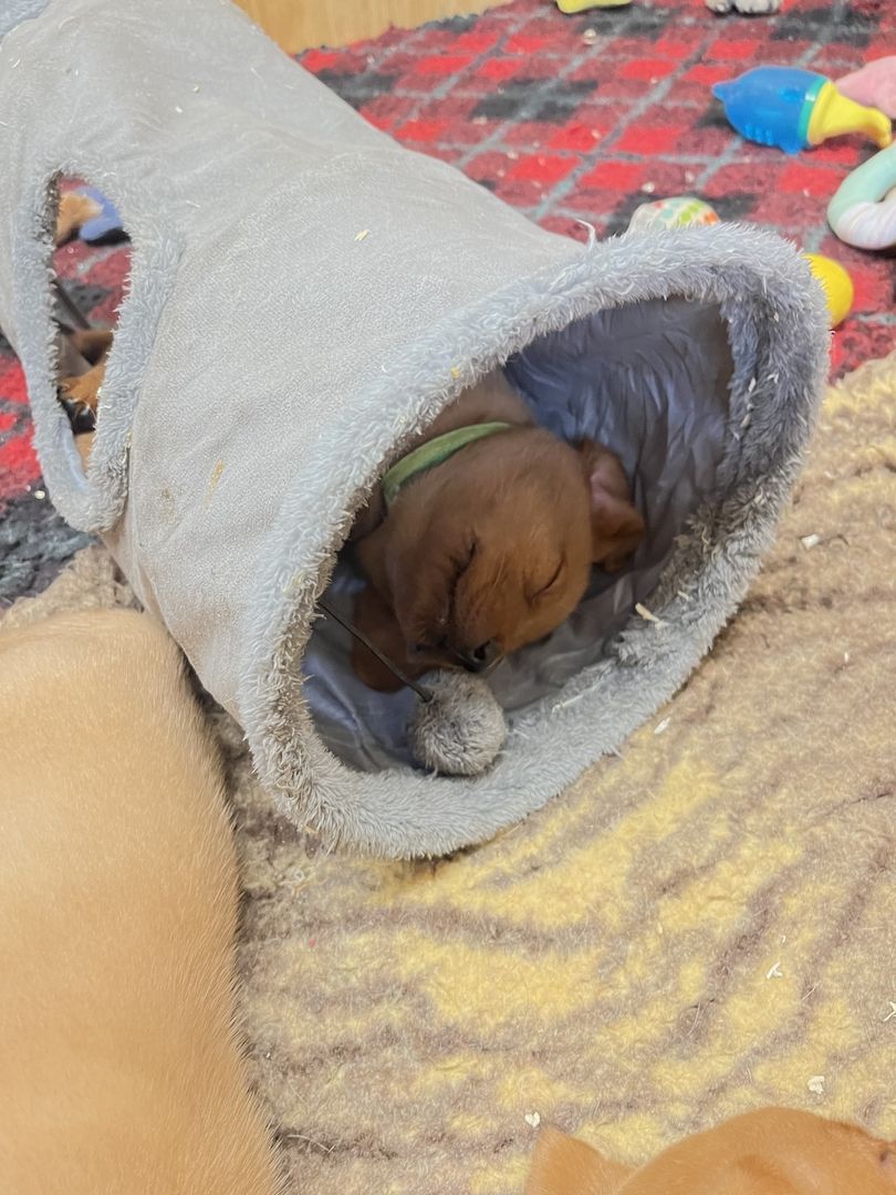 Labrador Welpen in foxred mit Ahnentafel