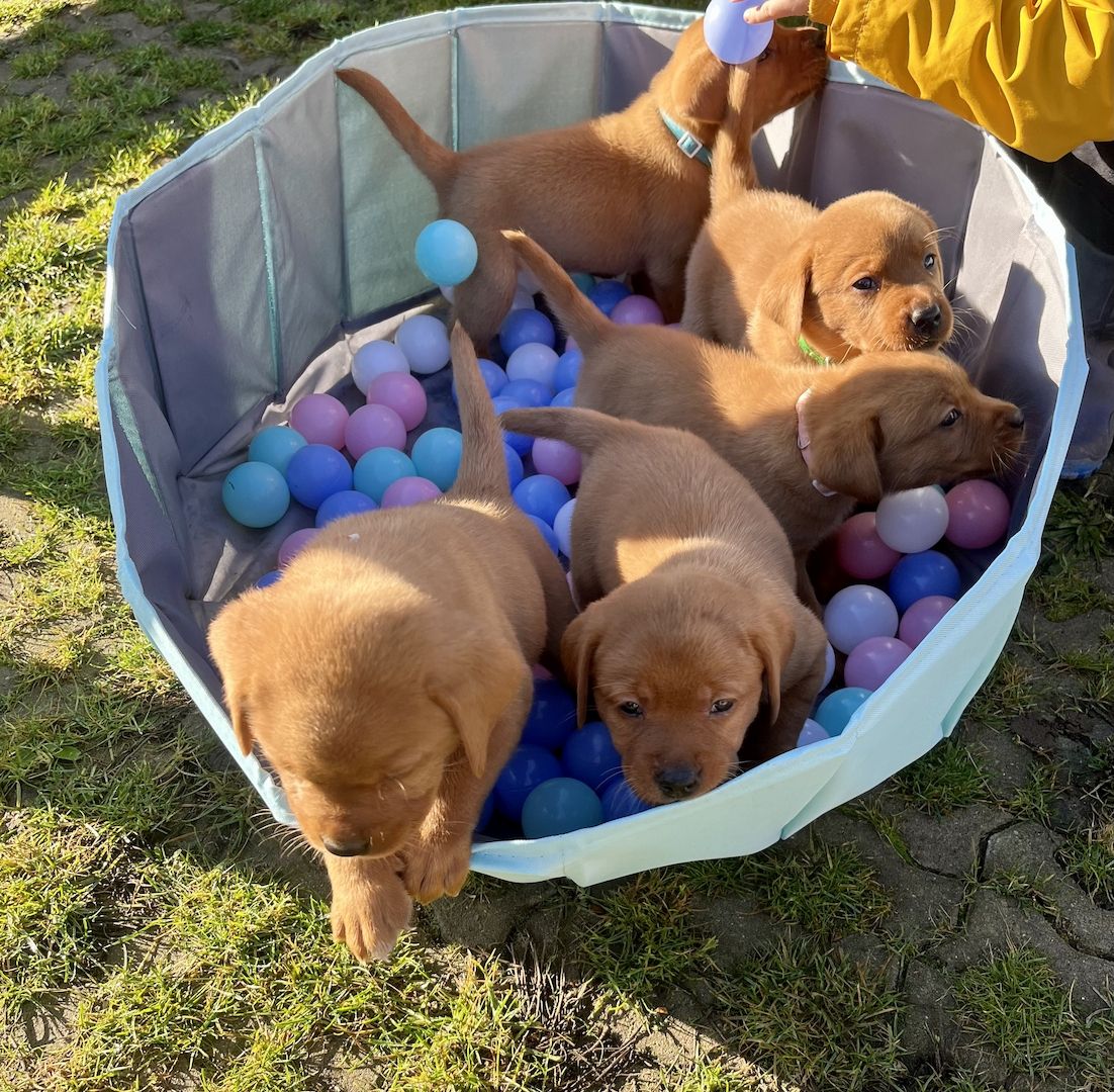 Labrador Welpen in foxred mit Ahnentafel