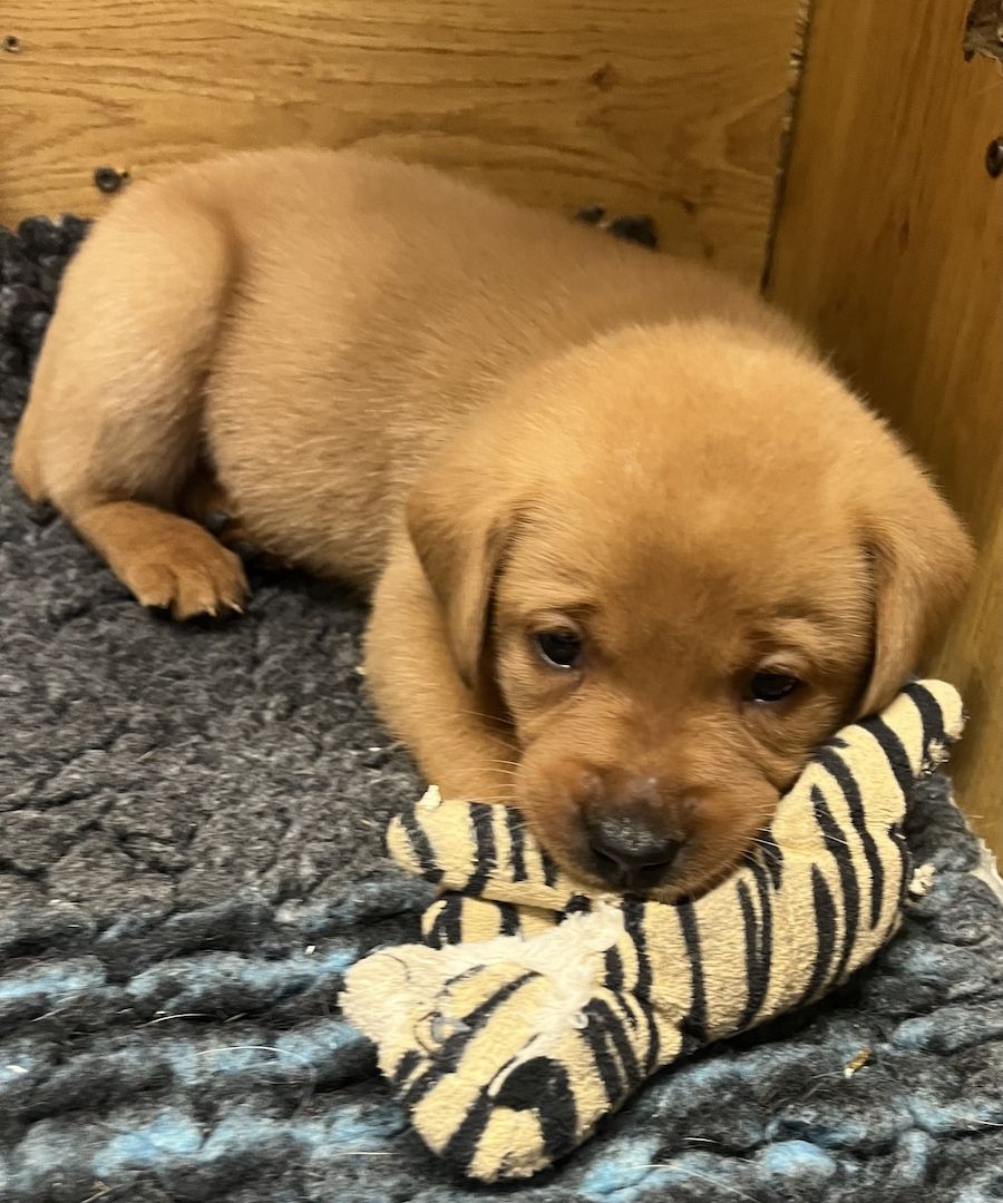 Labrador Welpen in foxred mit Ahnentafel