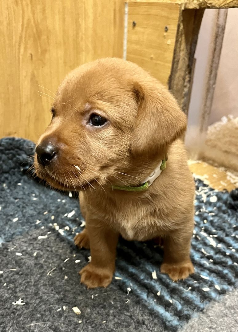 Labrador Welpen in foxred mit Ahnentafel