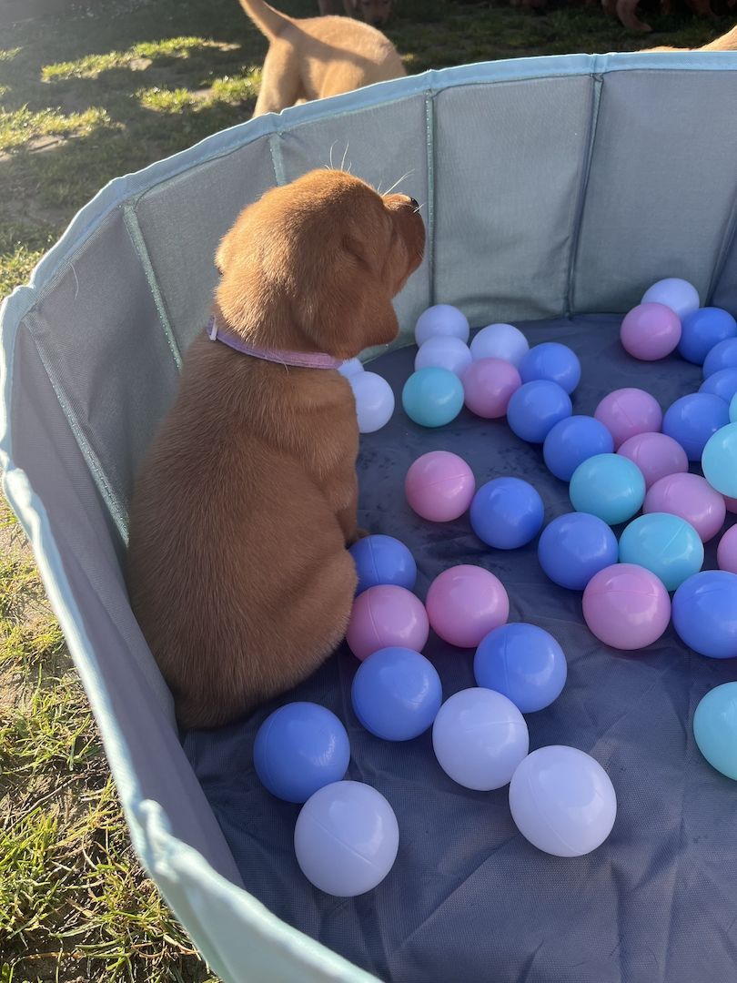 Labrador Welpen in foxred mit Ahnentafel