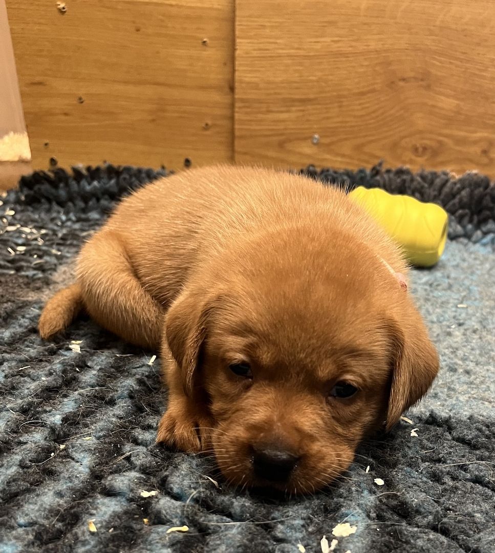 Labrador Welpen in foxred mit Ahnentafel