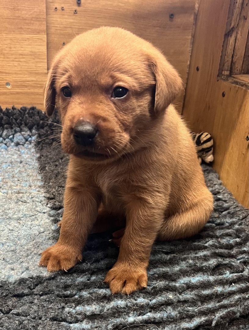 Labrador Welpen in foxred mit Ahnentafel