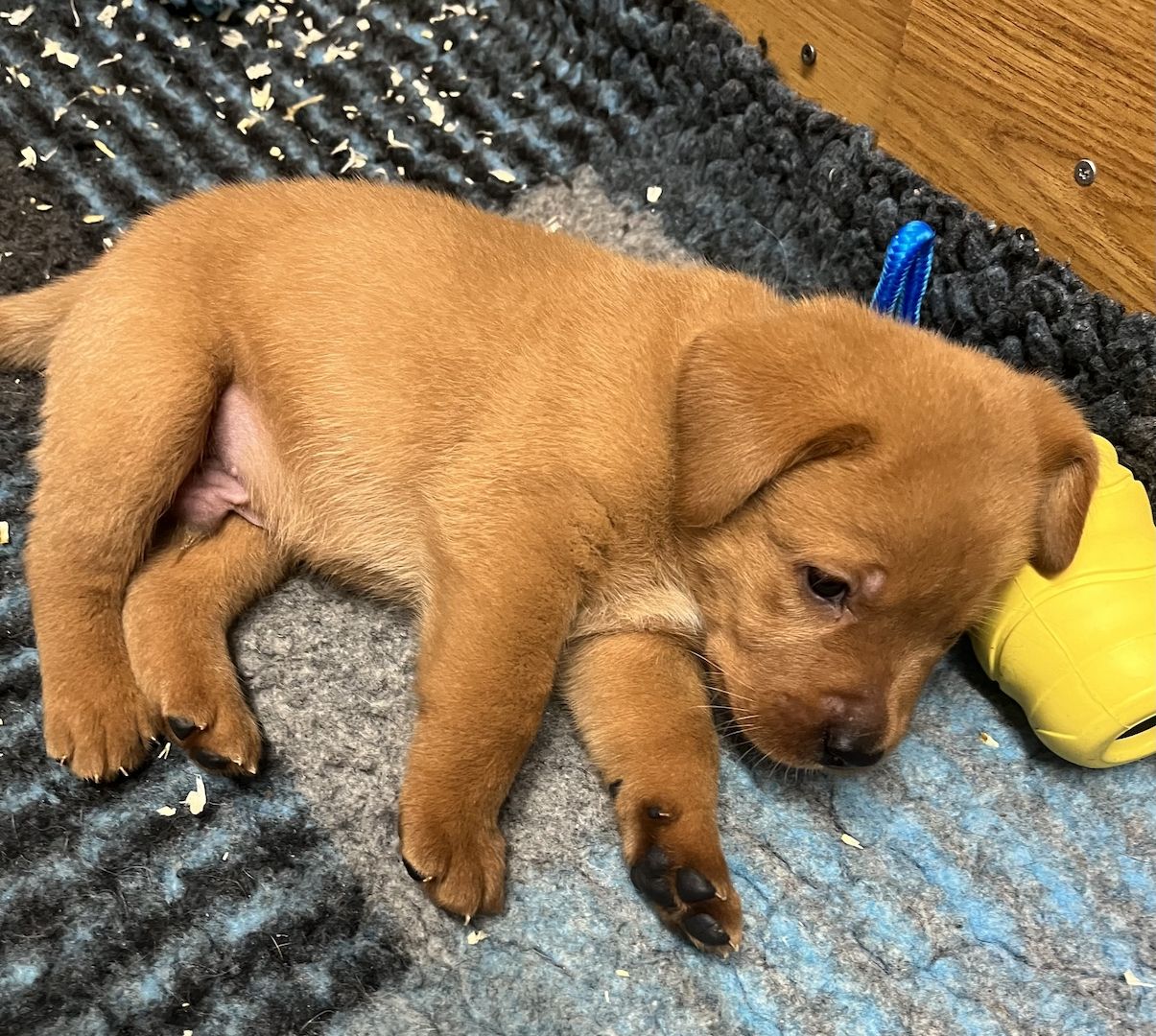 Labrador Welpen in foxred mit Ahnentafel