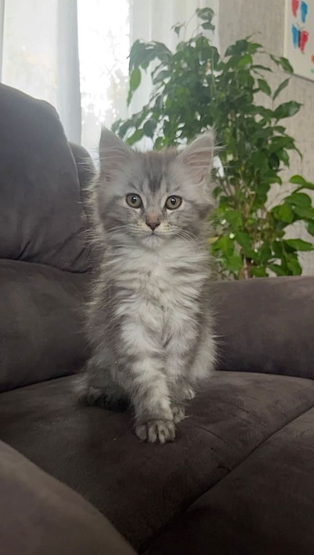 Maine Coon kitten