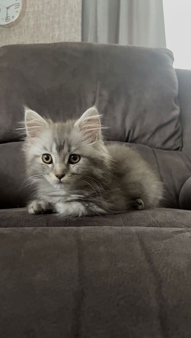 Maine Coon kitten