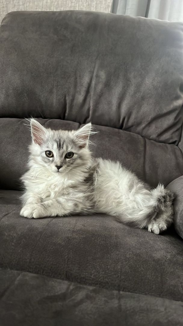 Maine Coon kitten