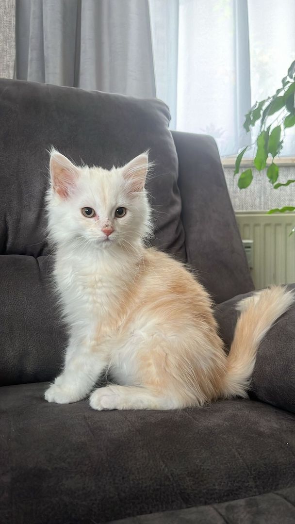 Maine Coon kitten