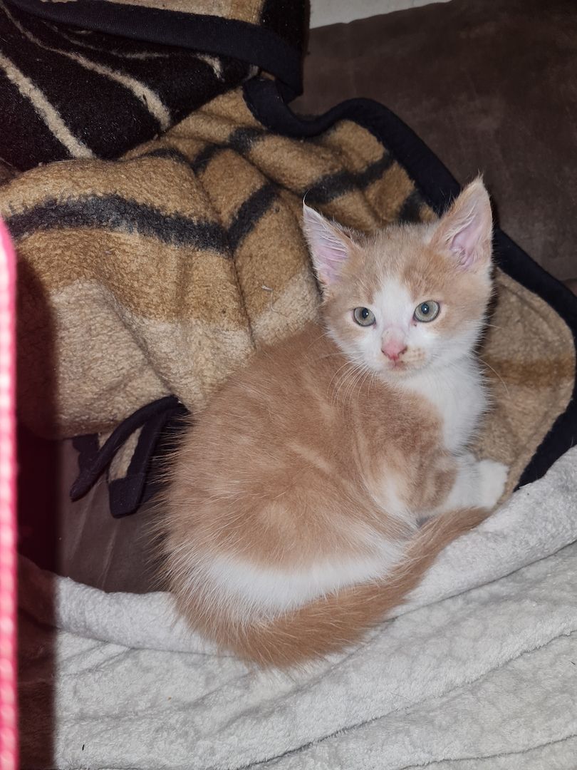 1 Maincoonkater noch 