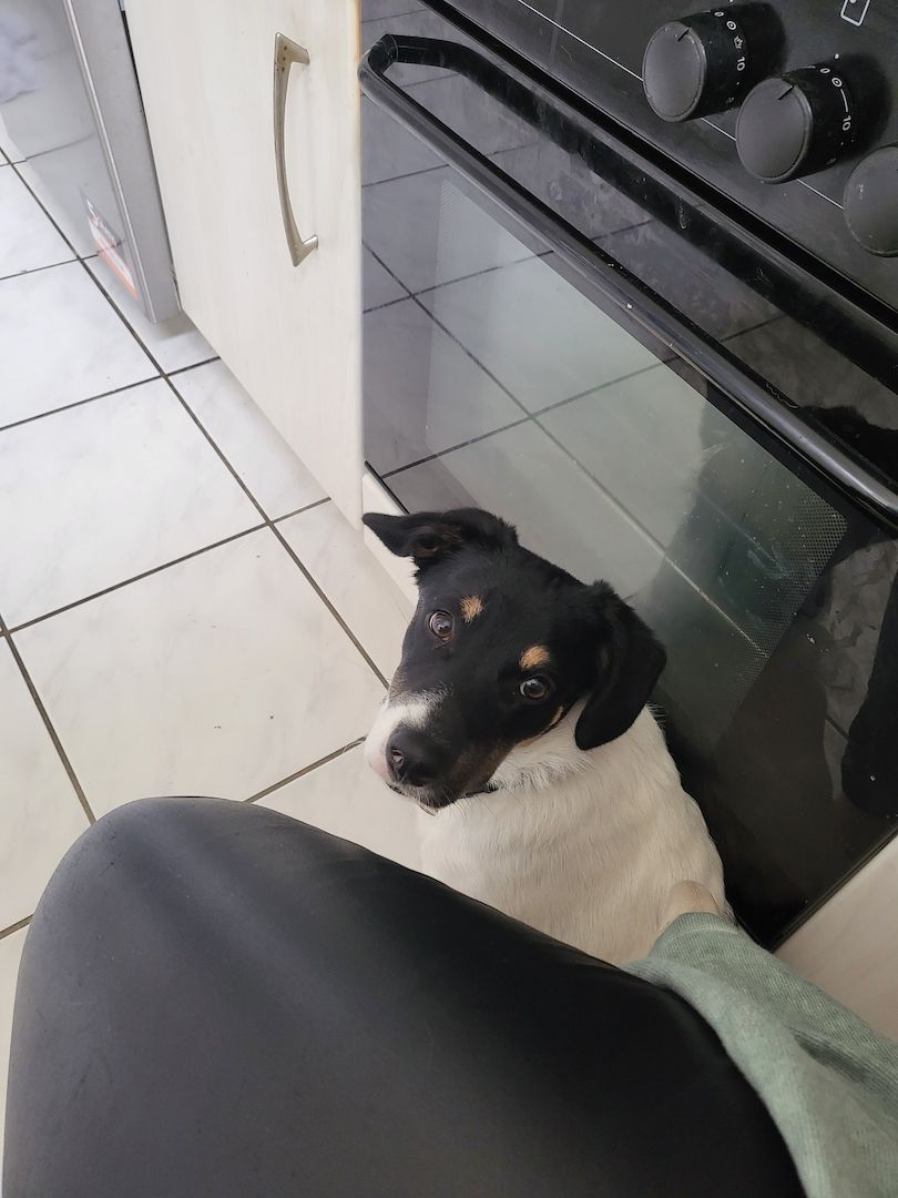 Lieber, kleiner Schäferhund Mischling sucht neues Zuhause