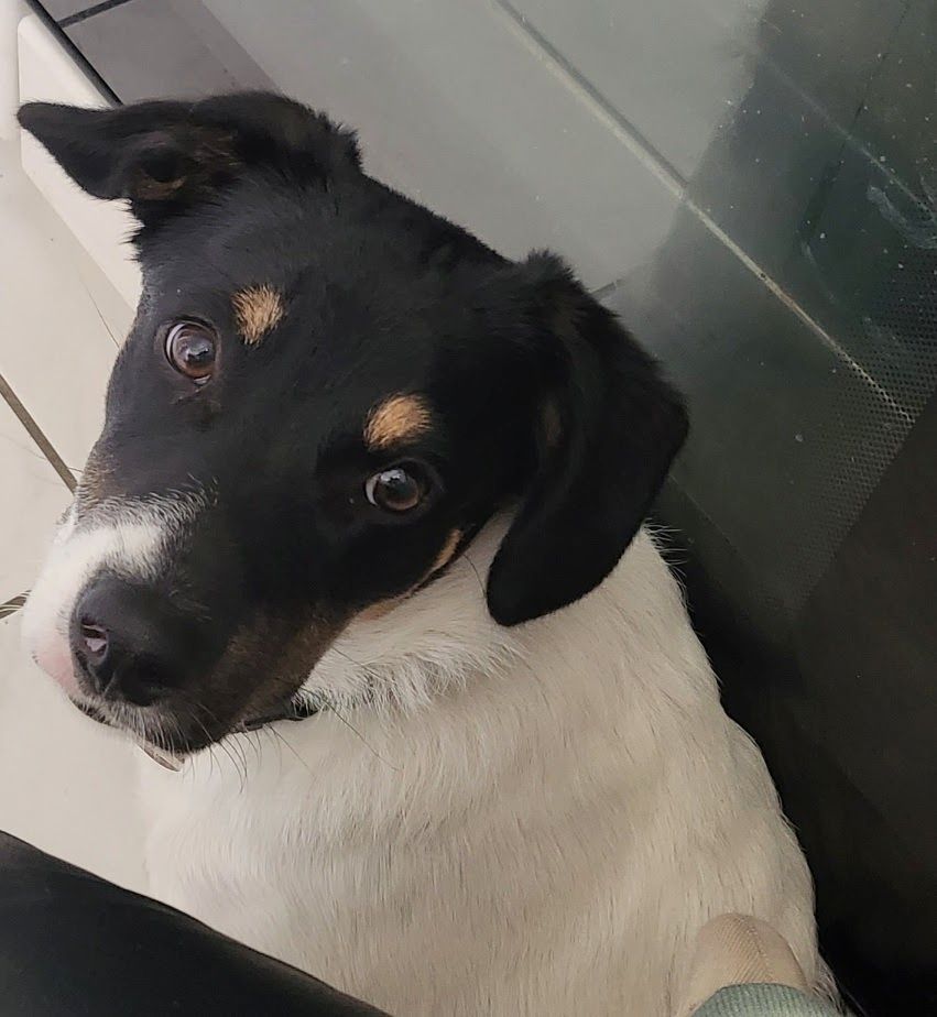 Lieber, kleiner Schäferhund Mischling sucht neues Zuhause