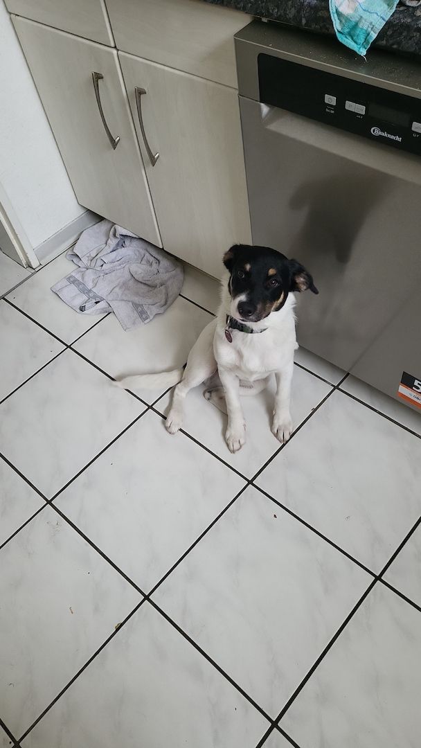 Lieber, kleiner Schäferhund Mischling sucht neues Zuhause