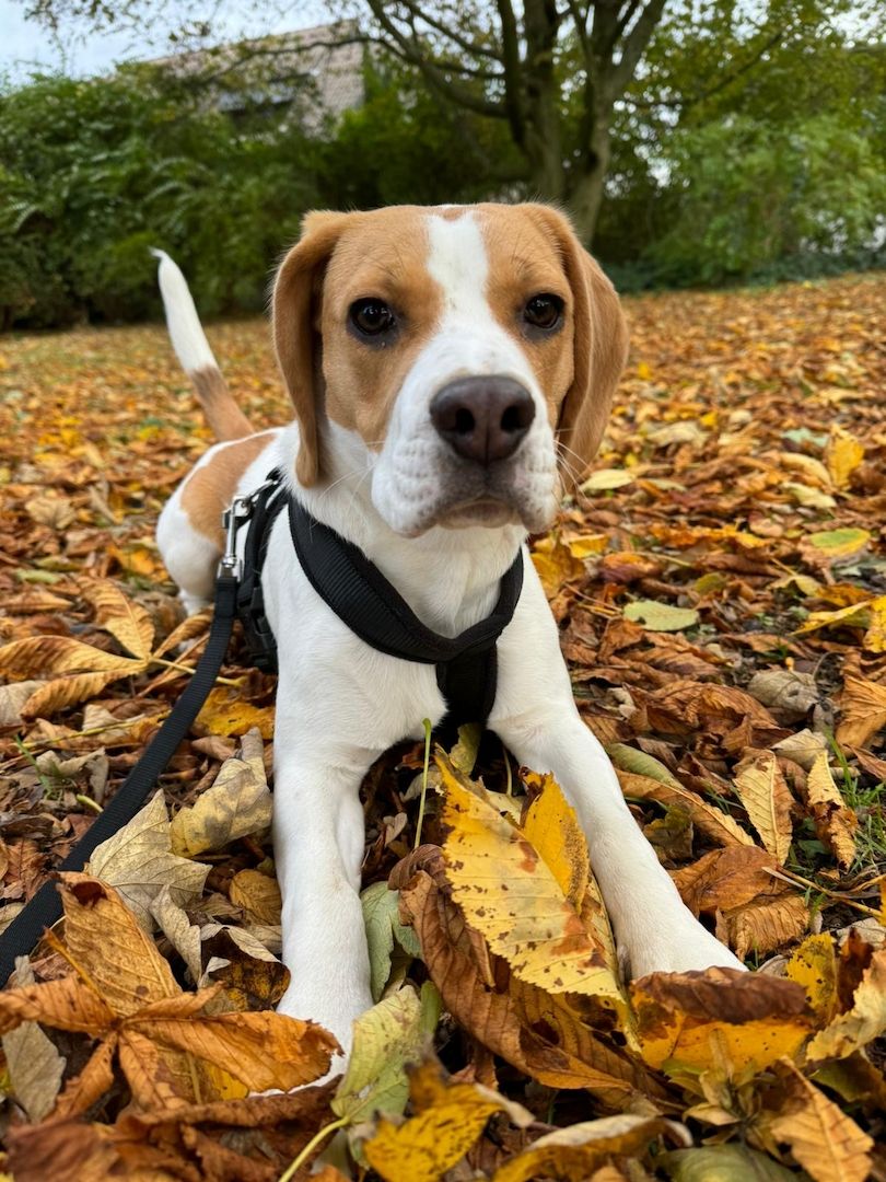 Beagle Welpe 7 Monate