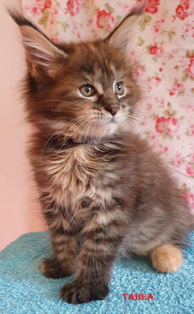 Maine coon Tiger mit Stammbaum