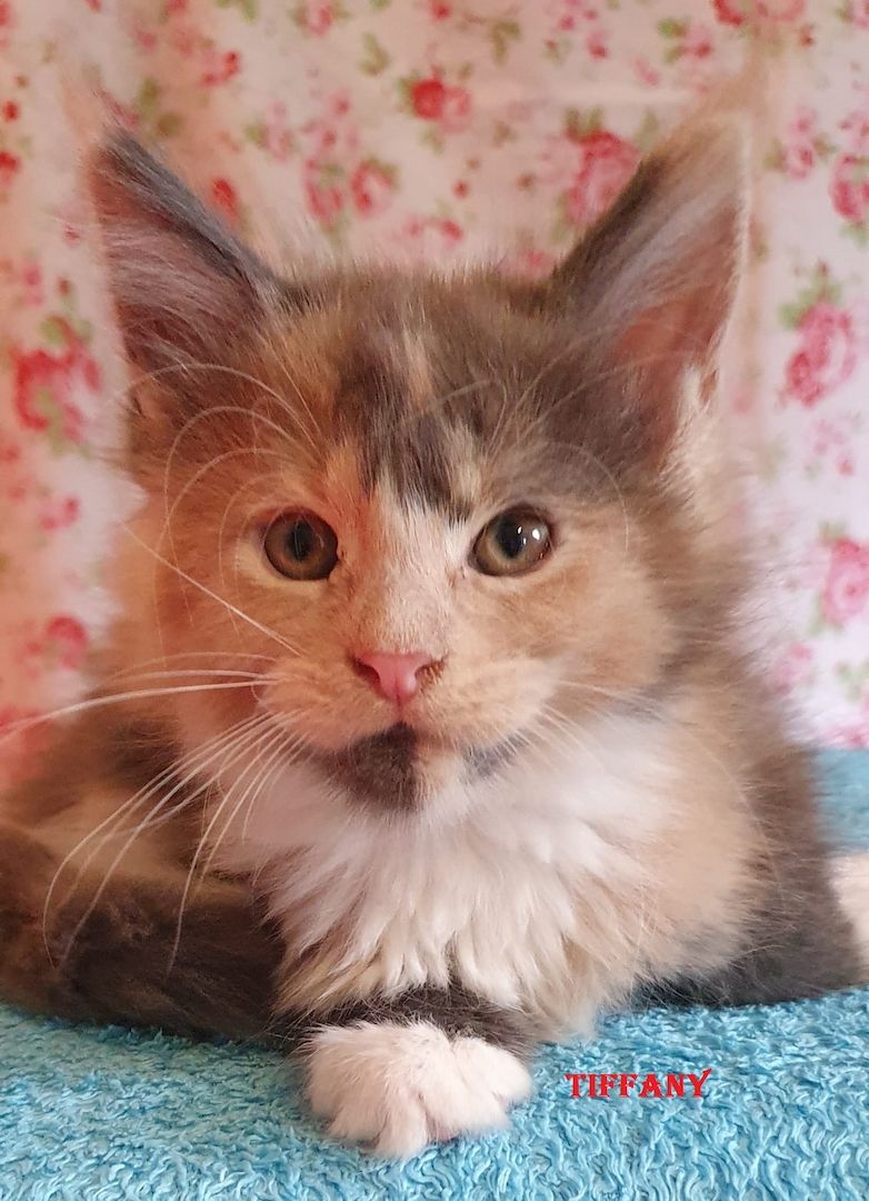 Maine coon Tiger mit Stammbaum