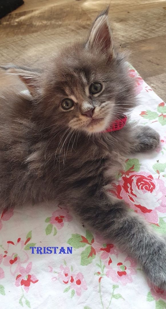 Maine coon Tiger mit Stammbaum