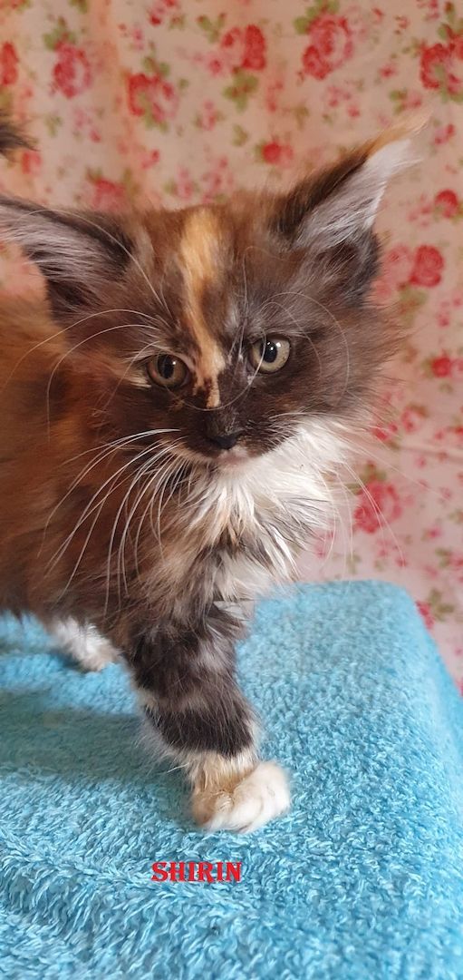 Maine coon Tiger mit Stammbaum