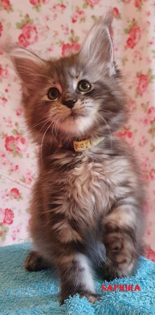 Maine coon Tiger mit Stammbaum