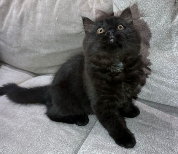 Wunderschönes Kätzchen