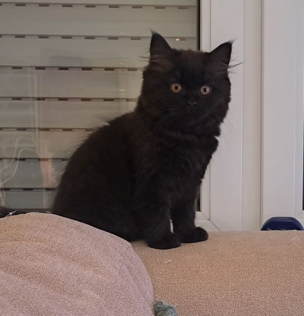 Wunderschönes Kätzchen