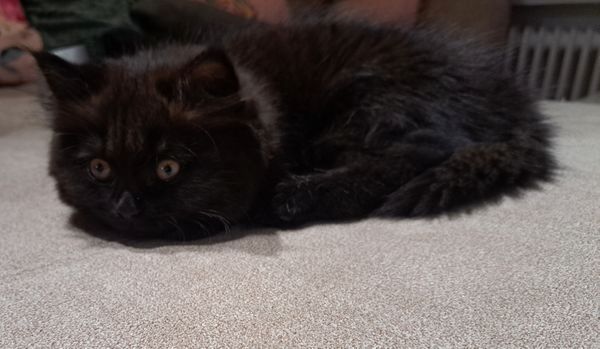 Wunderschönes Kätzchen