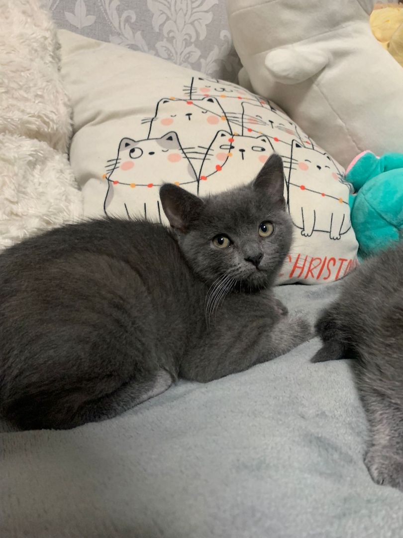 Zuckersüße Katzen Babys