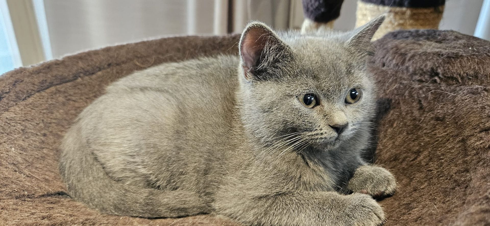 Zuckersüße Katzen Babys