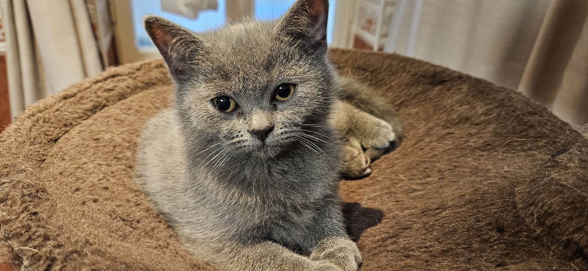 Zuckersüße Katzen Babys