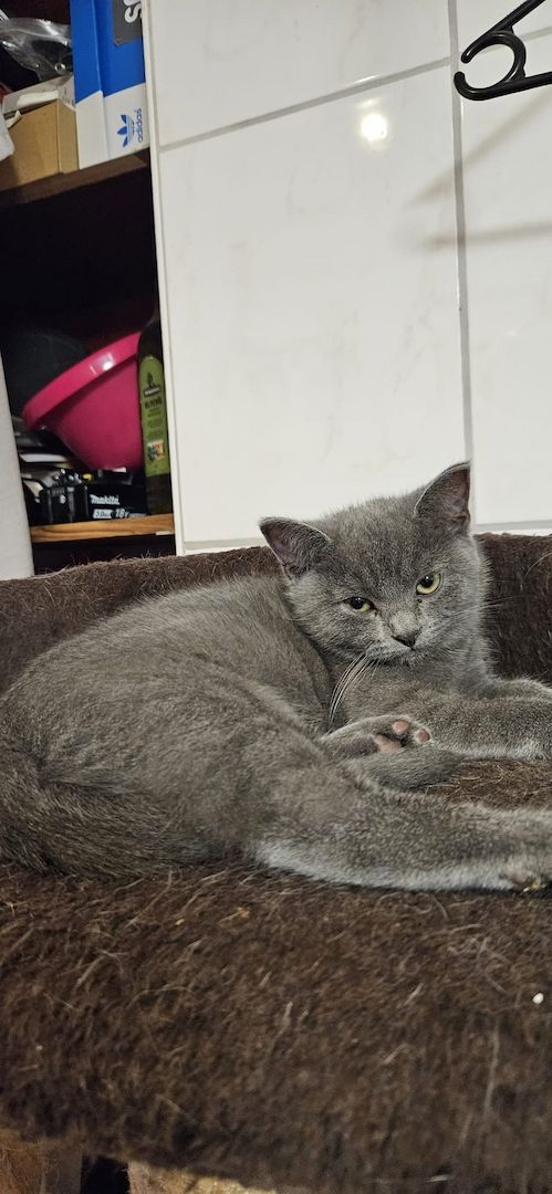 Zuckersüße Katzen Babys