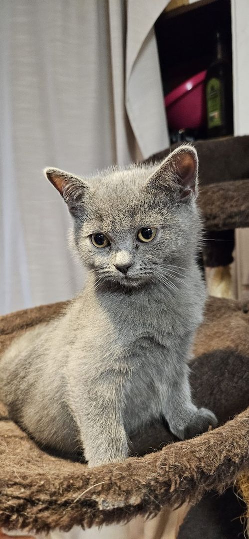 Zuckersüße Katzen Babys