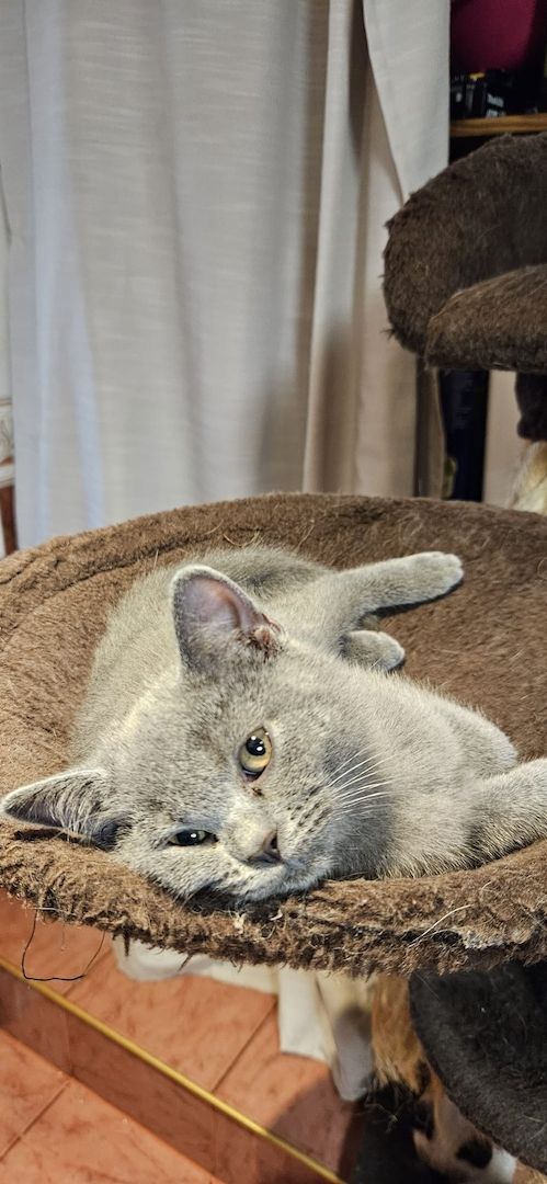 Zuckersüße Katzen Babys