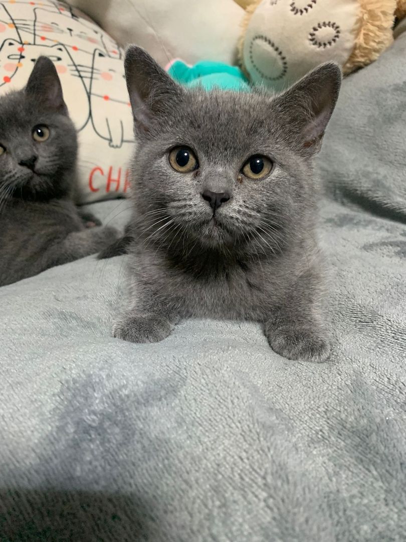 Zuckersüße Katzen Babys