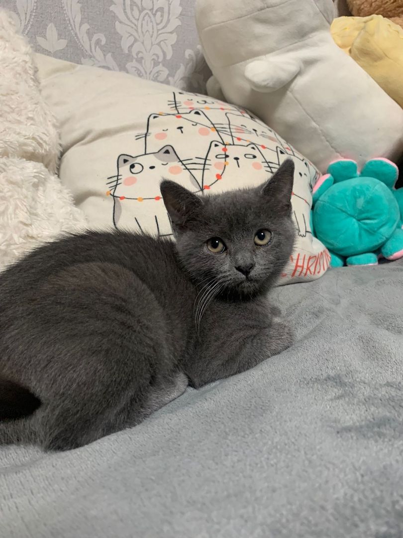 Zuckersüße Katzen Babys