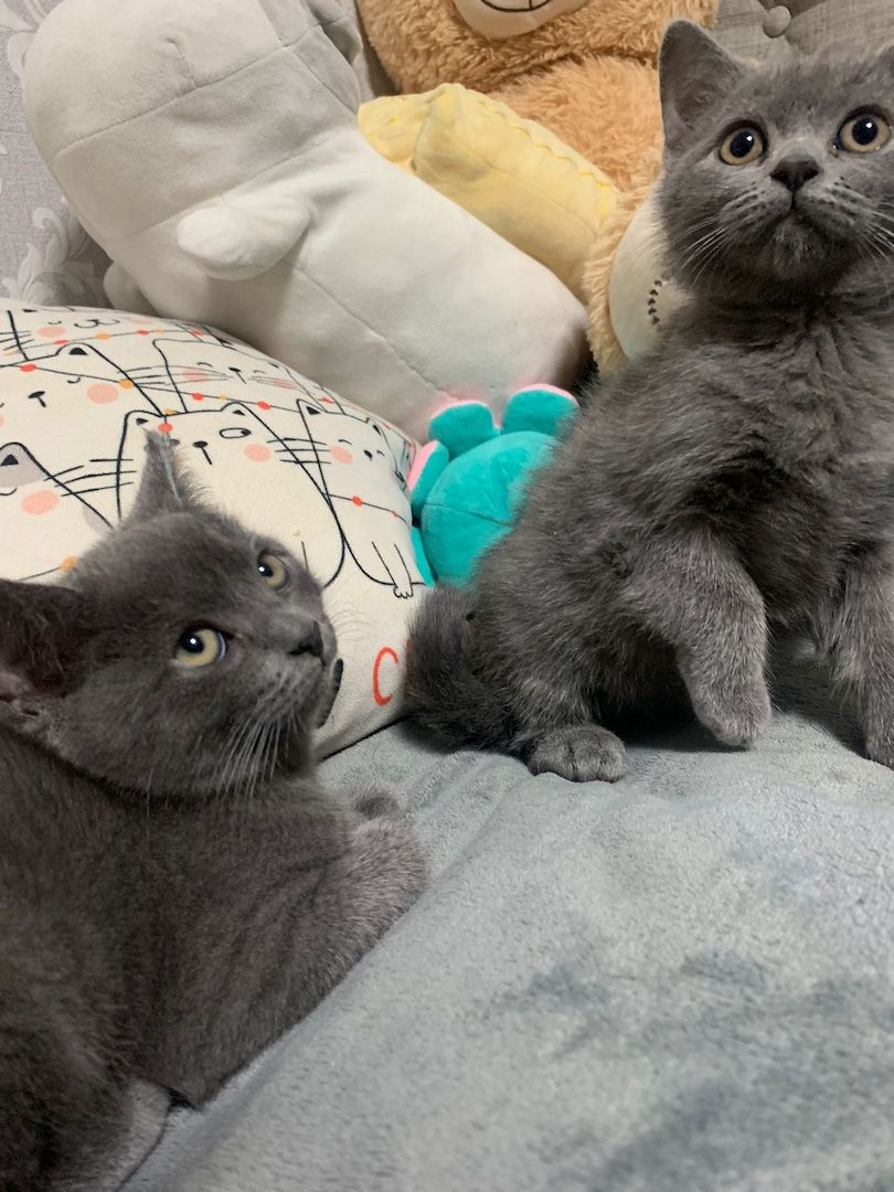 Zuckersüße Katzen Babys