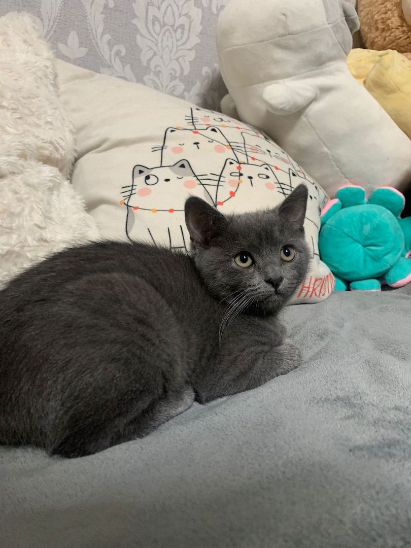 Zuckersüße Katzen Babys