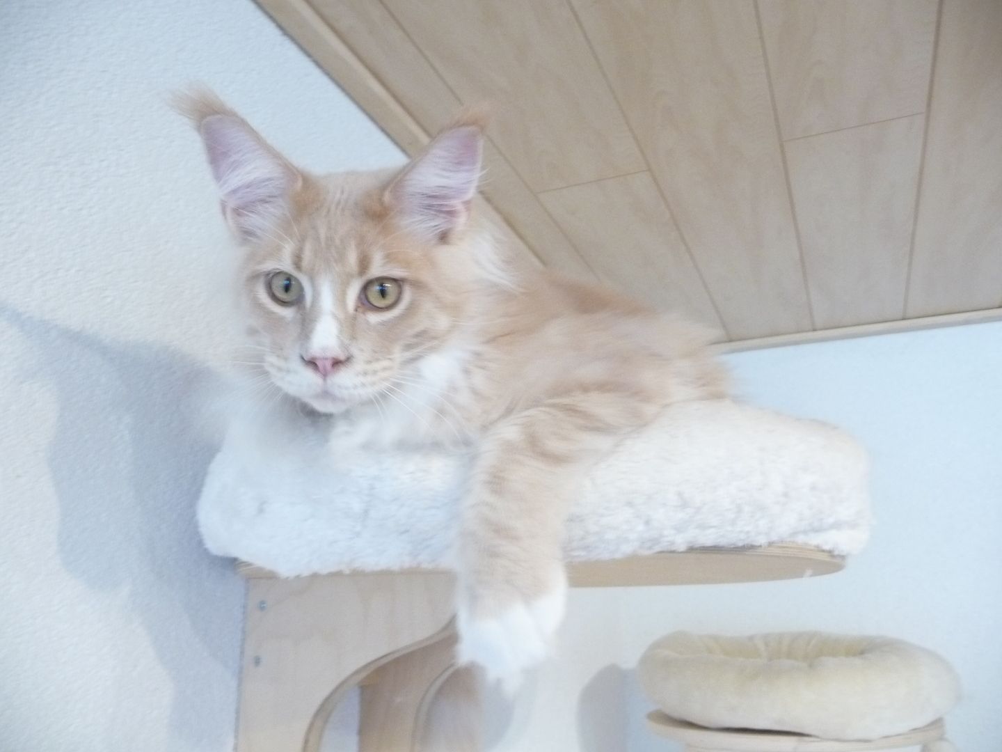 Traumhafter Jungkater