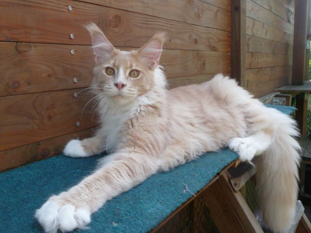 Traumhafter Jungkater