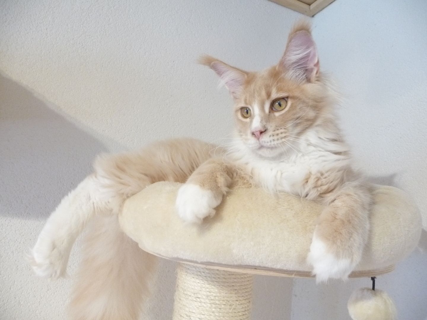 Traumhafter Jungkater