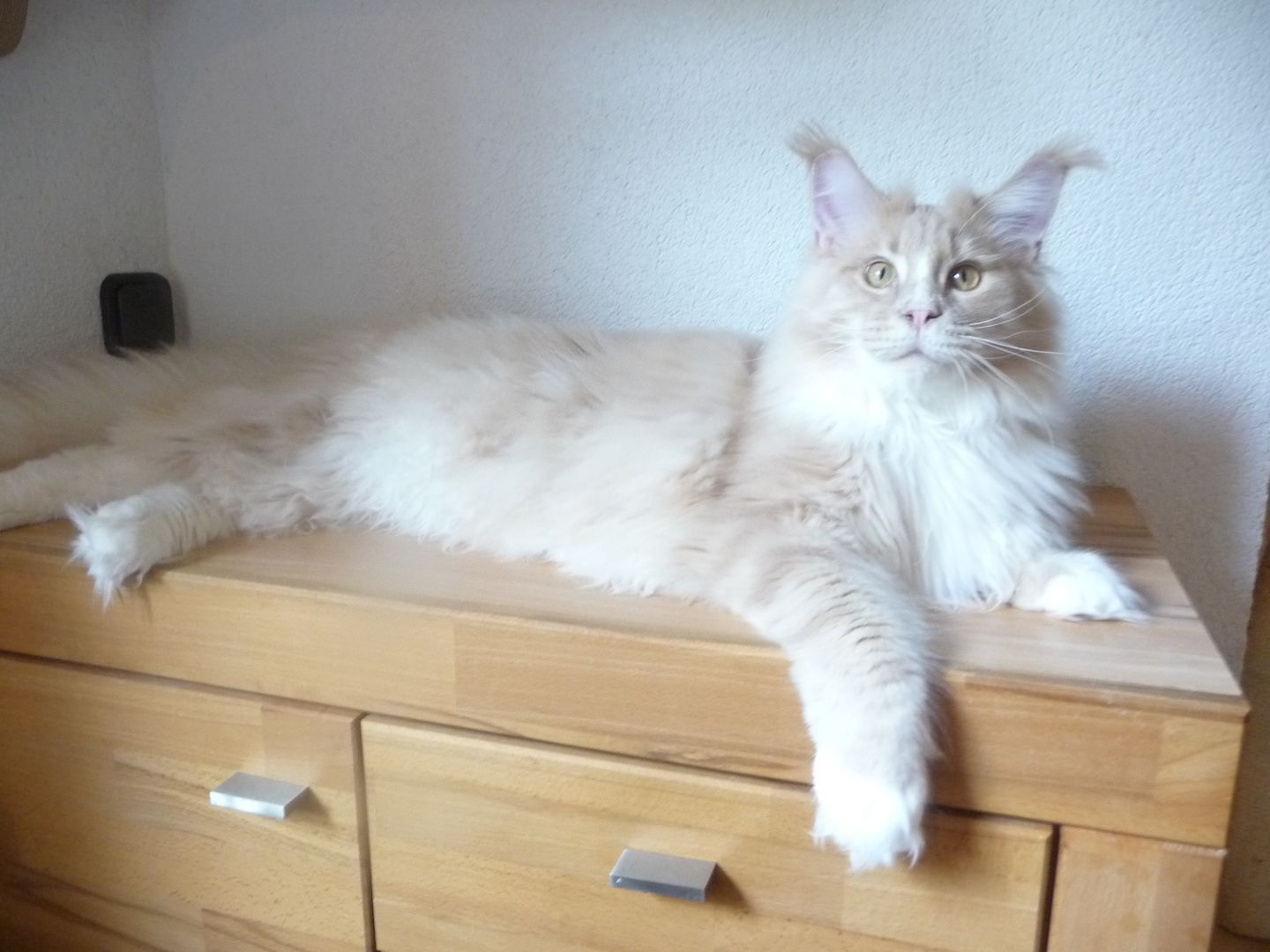 Traumhafter Jungkater