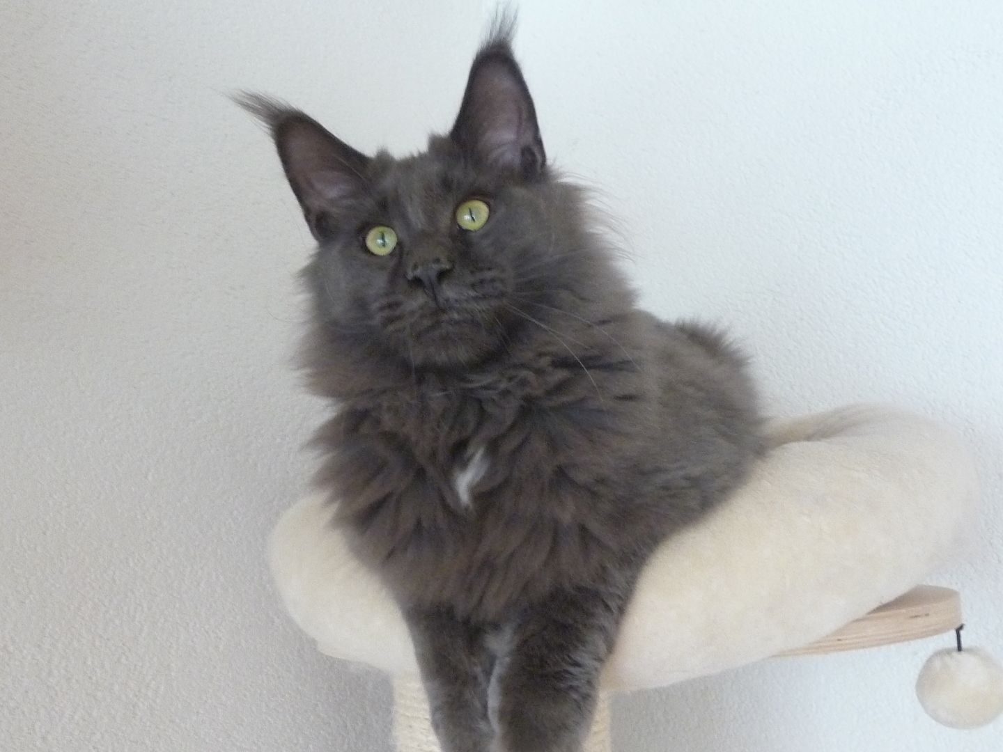 Sehr typvoller Jungkater