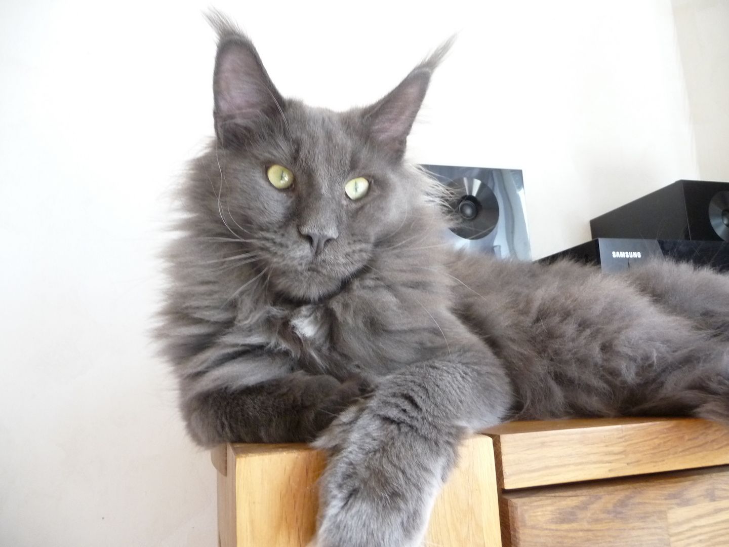 Sehr typvoller Jungkater