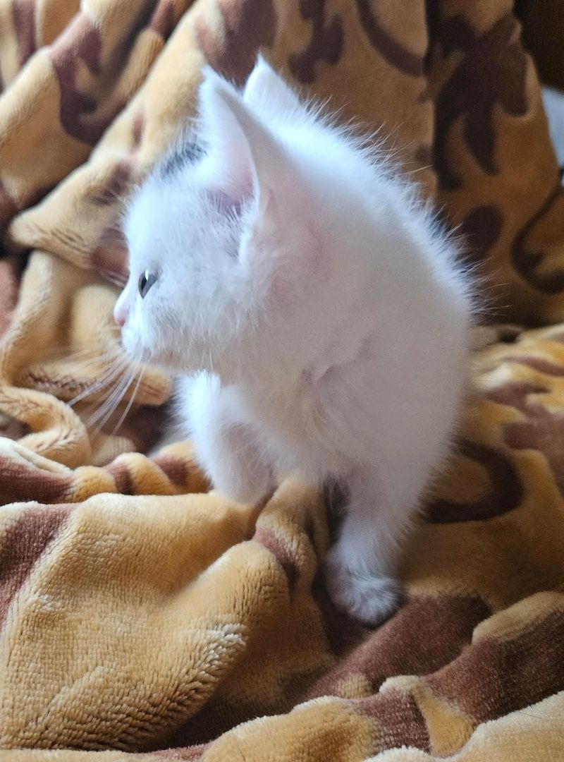 Baby Katze Bkh / maincoon mix