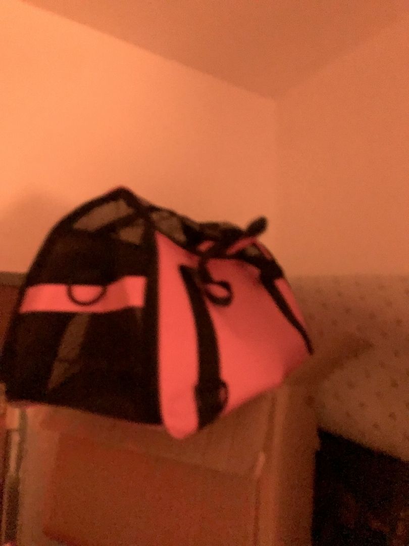 Baby Katze Bkh / maincoon mix