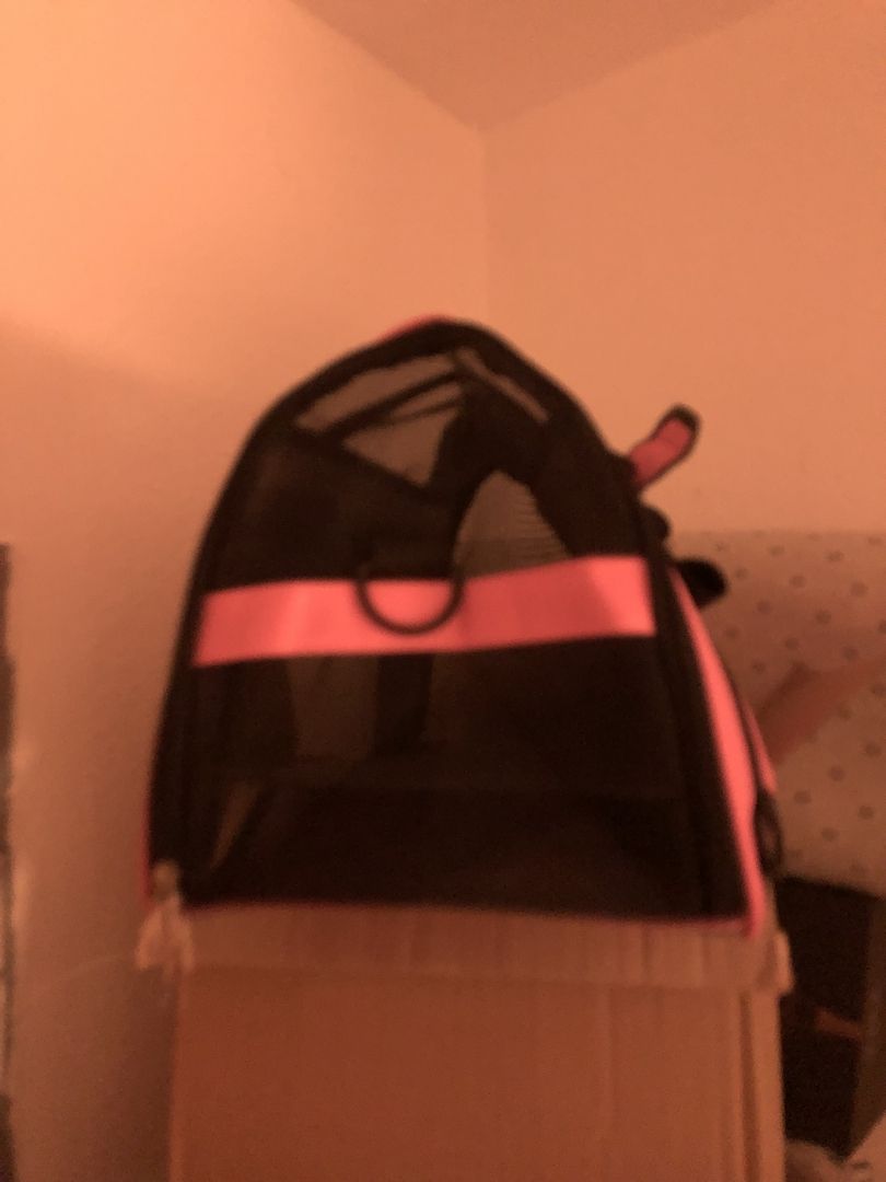 Baby Katze Bkh / maincoon mix