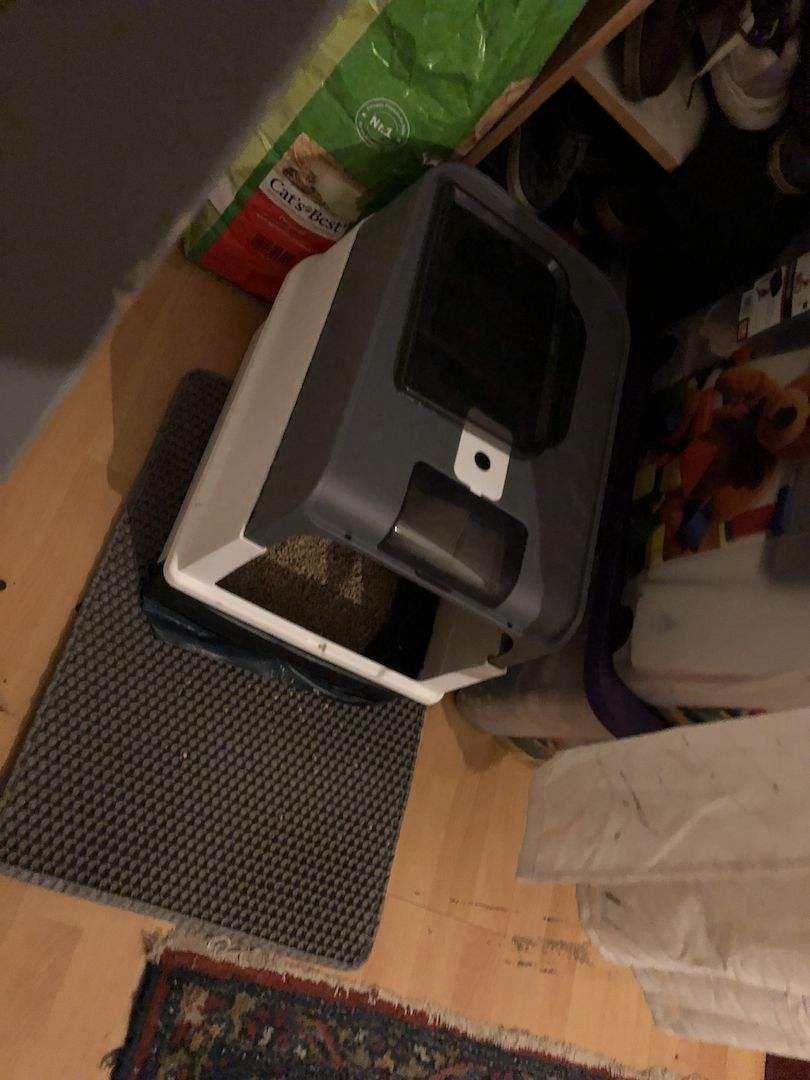 Baby Katze Bkh / maincoon mix